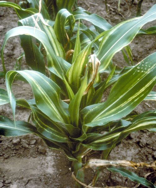 Symptoms of Stewart’s wilt on corn