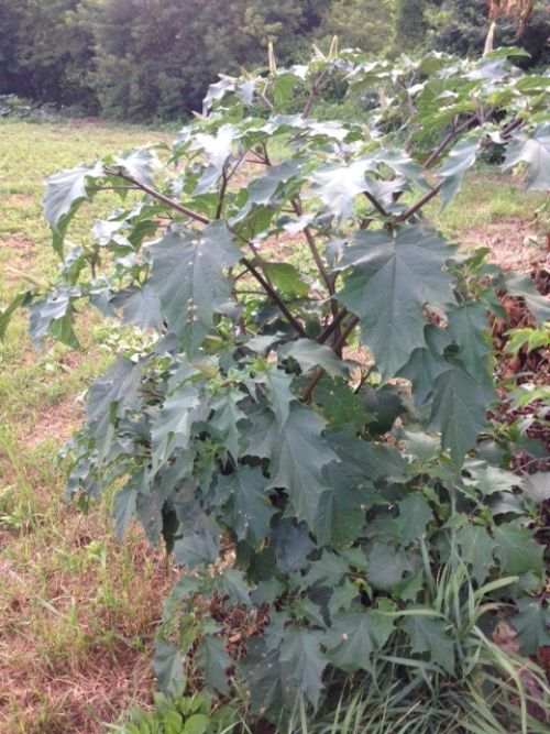 Jimsonweed (Datura stramonium) is a large summer annual that emerges May through mid-June. Photo by Tom Guthrie, Michigan State University Extension