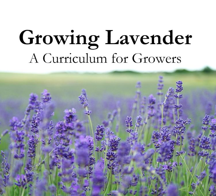 Growing Lavender promo picture