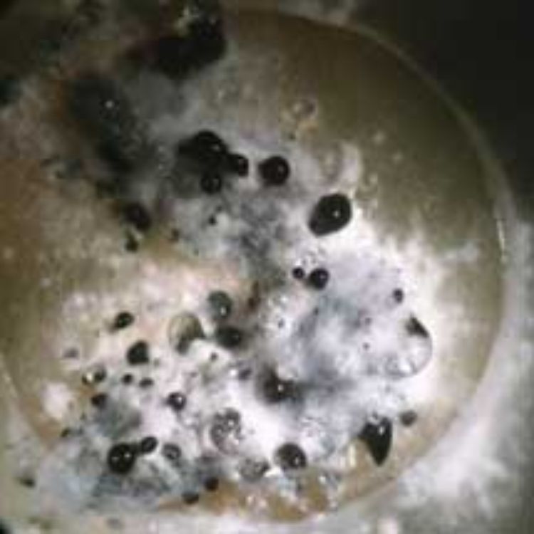 Sclerotium of Sclerotinia sclerotiorum colonized by the bacterium Coniothyrium minitans. Photo credit: A.J. Peltier