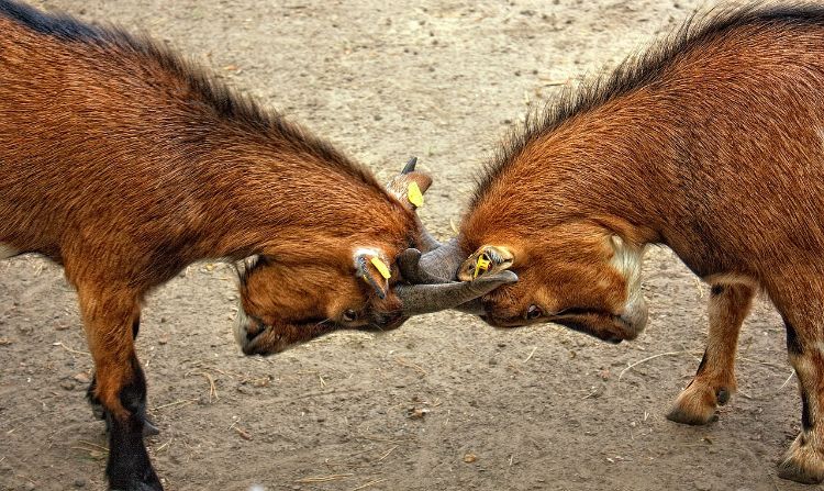 Goats fighting