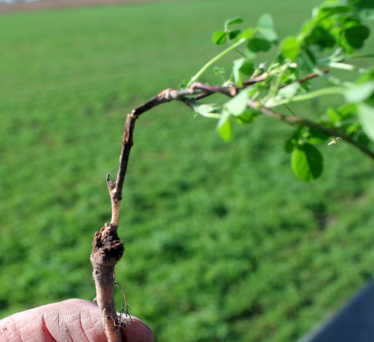 Crown rot has severely limited the crown buds on this alfalfa plant which can be expected to winterkill.