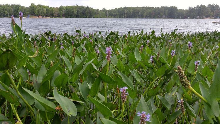 Michigan native and natural wave buffer, Pickerelweed is well adapted for shorelines. It combines beauty and function also providing shoreline protection, and food and shelter for wildlife. Photo credit: Beth Clawson, MSU