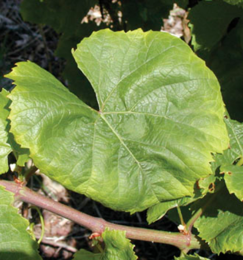  Sensitive varieties can display yellowed leaves and “cupping” after potato leafhopper feeding. 