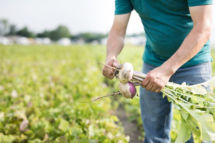A person holds freshly harvested turnips while standing in the farm field.