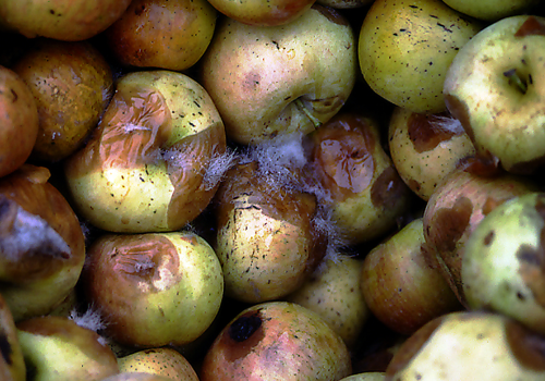  Complete decay occurs rapidly under packinghouse conditions. 