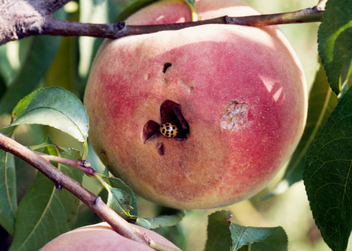  Multi-colored Asian lady beetles may feed on overripe or previously damaged fruits. 