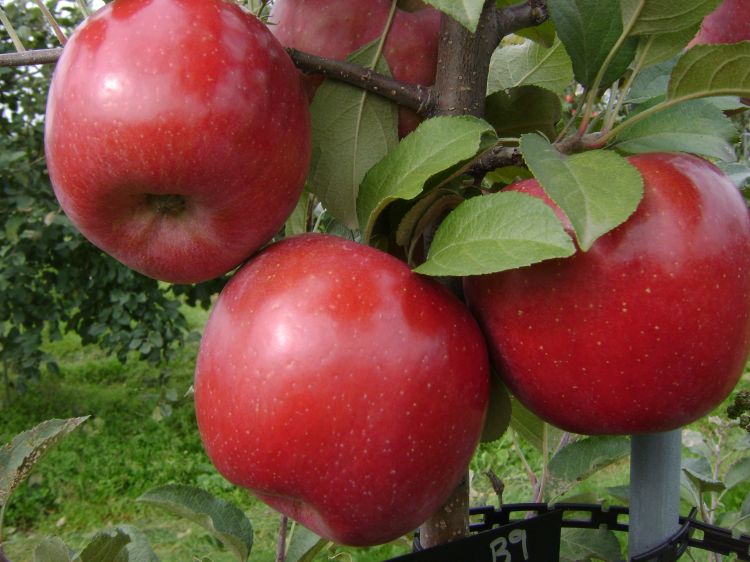 Fuji apples