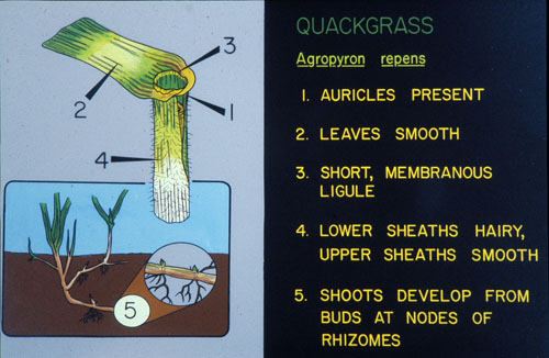  quackgrass6.jpg 