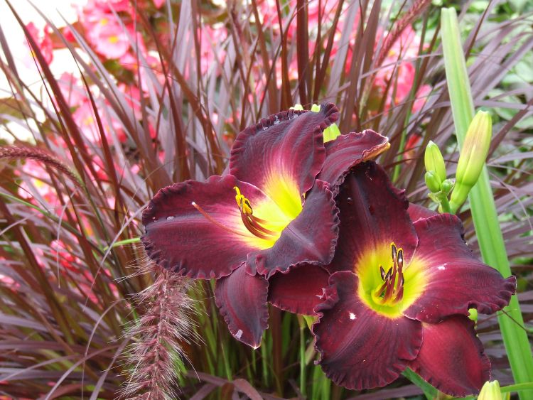 Summer care of daylilies, like this Midnight Raider, will keep them strong this season and next. Photo by Rebecca Finneran | Michigan State University Extension