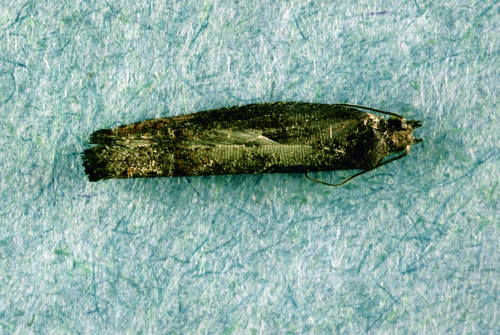  Adult is elongated and dull gray. 