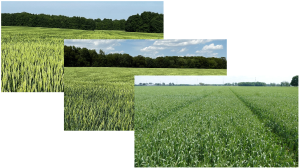 Southwest Michigan field crops update – June 2, 2022