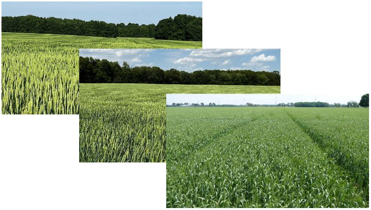 Three different wheat fields.
