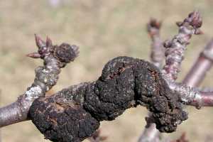 Controlling Black Knot In Michigan Msu Extension