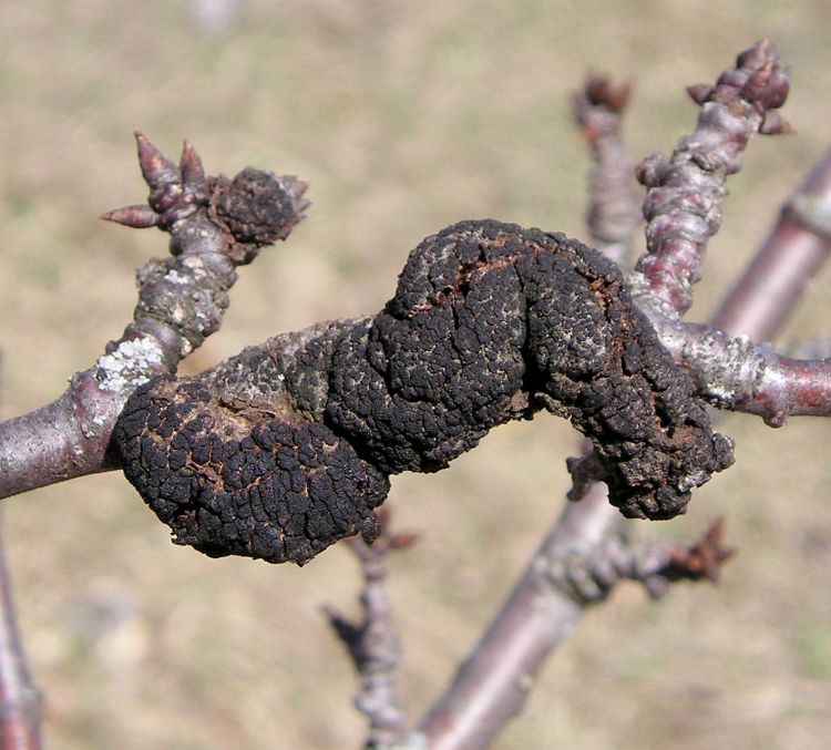 Black knot causes a distinctive black swelling on the branches of susceptible trees in the genus Prunus, mainly plums and cherries. All photos by Mark Longstroth, MSU Extension.