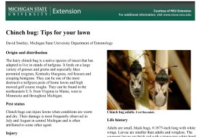 Chinch bug: Tips for your lawn