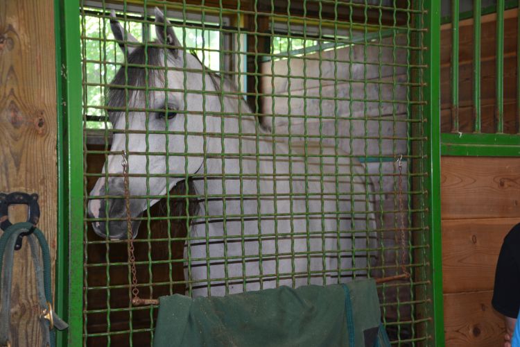 Going home: Biosecurity tips for animals that went to the county fair - 4-H  Animal Science