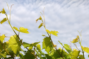 Michigan grape scouting report – June 15, 2022