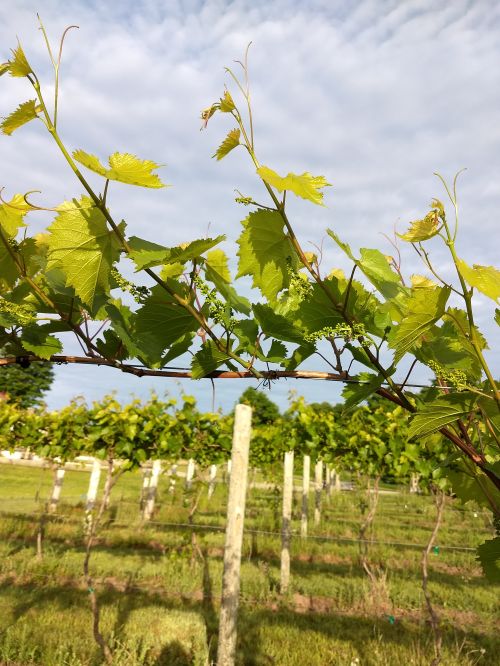 Grape vineyard.