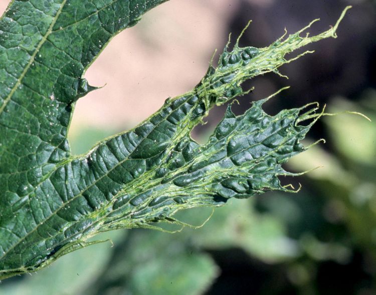 Zucchini yellow mosaic virus on leaves. Photo credit: Gerald Holmes, California Polytechnic State University at San Luis Obispo, Bugwood.org