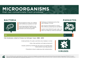 Microorganisms Infographic