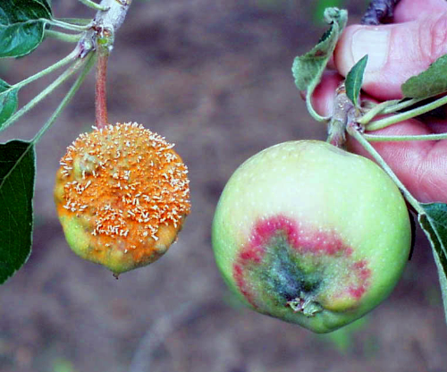 Tube-like structures form and produce powdery, bright orange spores.