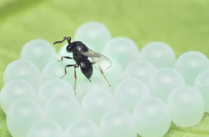 7 Things to know about samurai wasps, a natural enemy of brown marmorated stink bugs