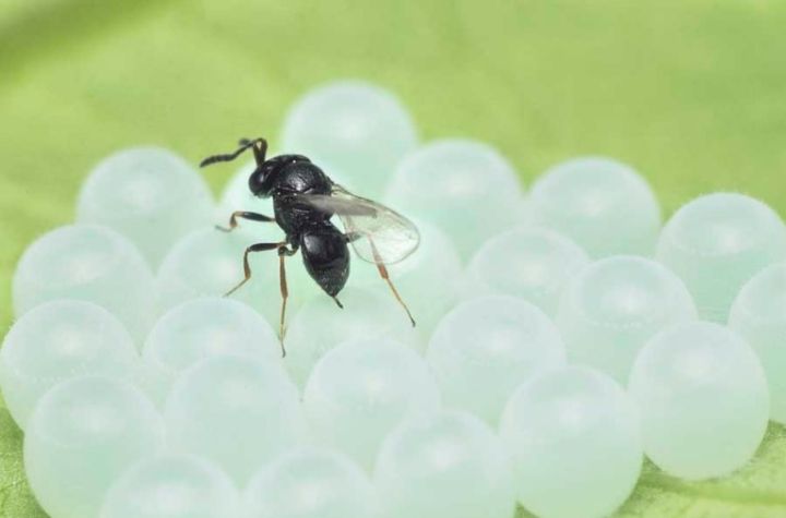 7 Things To Know About Samurai Wasps A Natural Enemy Of Brown