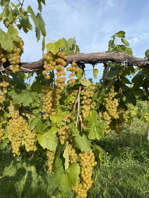 Wine grapes hanging form a branch.