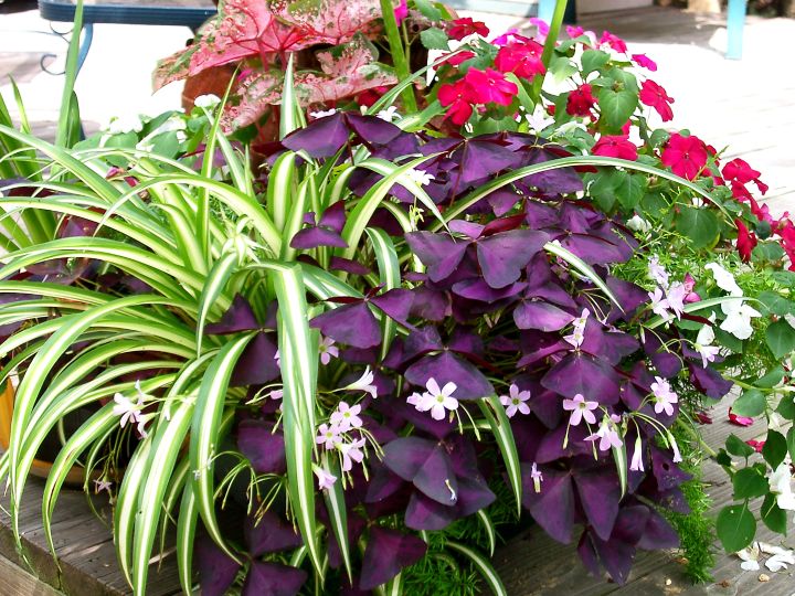 The Care And Feeding Of Purple Leaf Shamrocks Msu Extension
