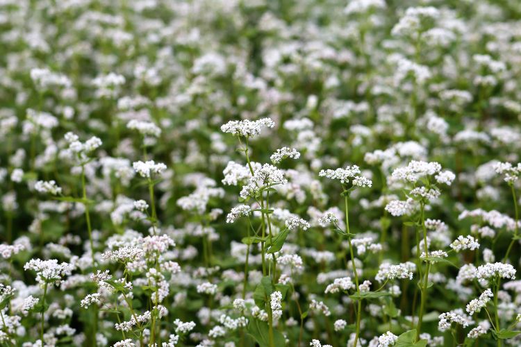 Buckwheat