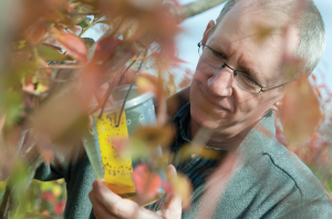 Investigating insect impacts on berry crops