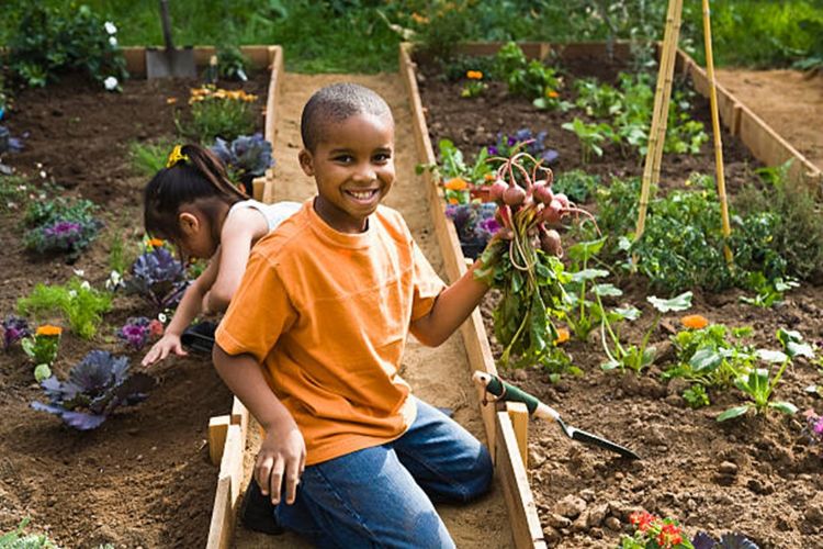 A little boy in an orange shirt holding up radishes in a garden.