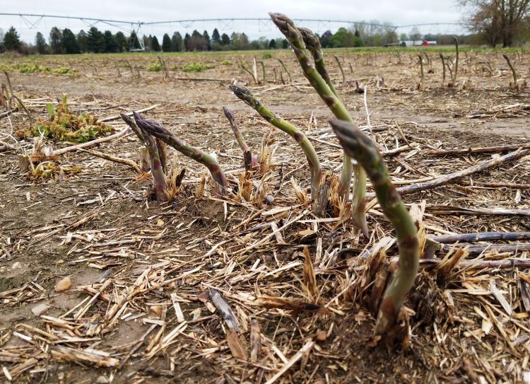 Asparagus spears bending into the wind due to wind-borne soil damage