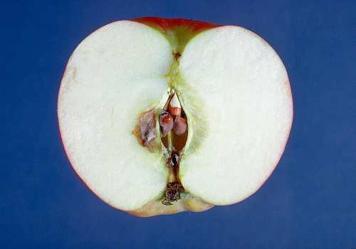  Decay is only obvious when fruit are cut in half. 