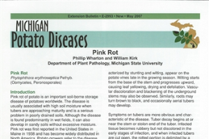 Potato Diseases: Pink Rot (E2993)
