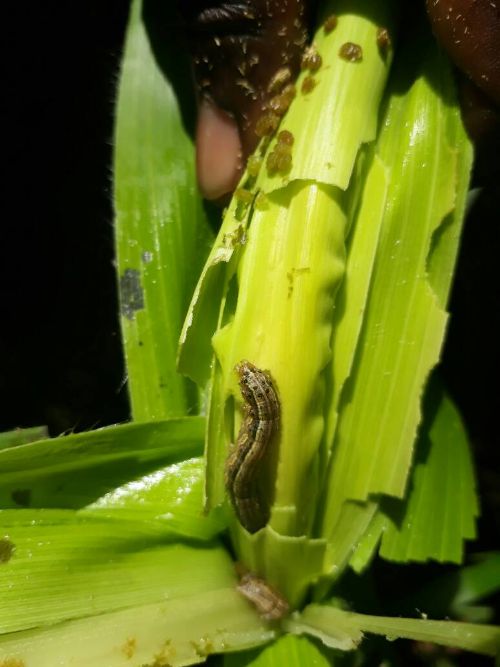 Fall Armyworm, courtesy of International Maize and Wheat Development Center