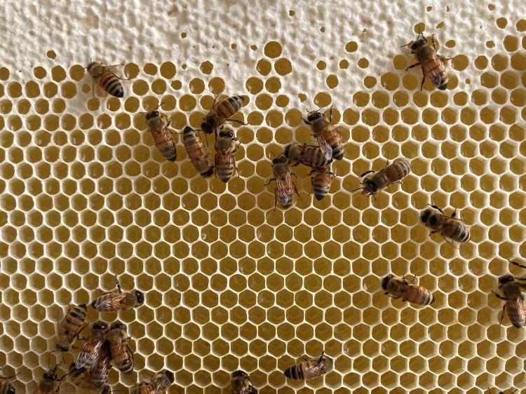 Honey bees on comb with nectar and honey.