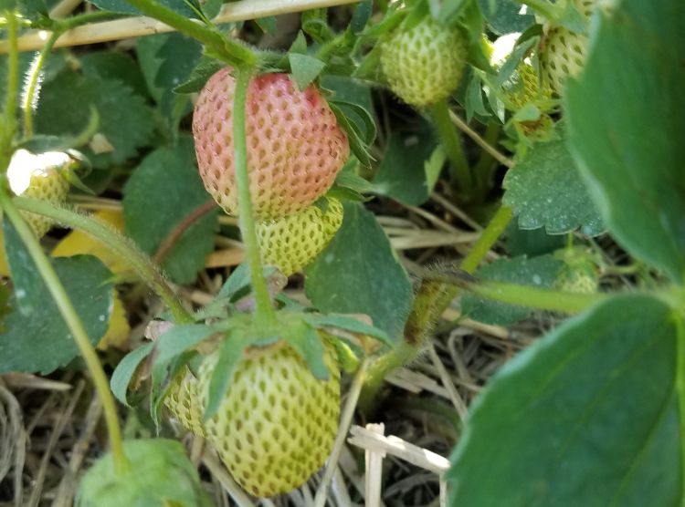 Strawberries coloring up