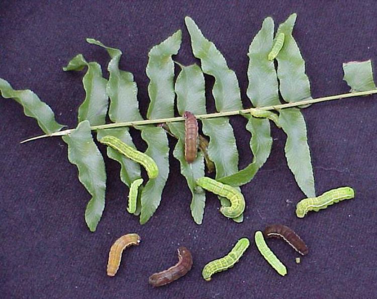 Photo 1. Various sizes and color patterns of the caterpillar stage of Florida fern moth. Photo credit: Chazz Hesselein, Alabama Coop. Ext., Bugwood.org 