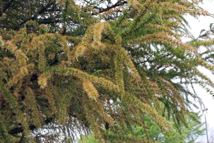 Straw-colored needles damaged by feeding of larch casebearer.