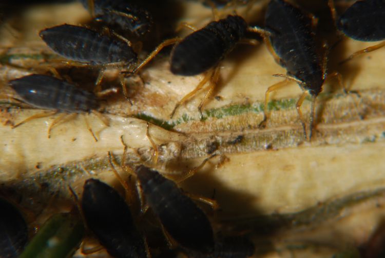 Cinara aphids on spruce. Photo by Jill O'Donnell | Michigan State University Extension