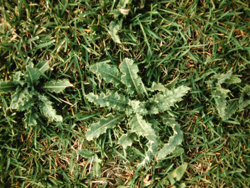  canada thistle1.jpg 