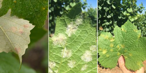 Non-sporulating downy mildew infections (left) are not producing spores or spreading through the vineyard. Sporulating downy mildew infections (center, right) are producing spores and will produce new infections on nearby vines. Photos by Mason & Baughman.