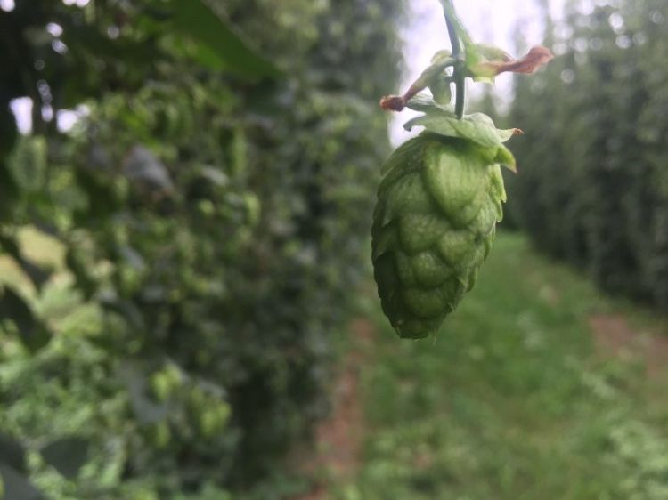 Hop plant