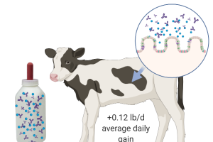 Should we be feeding transition milk to dairy heifer calves?