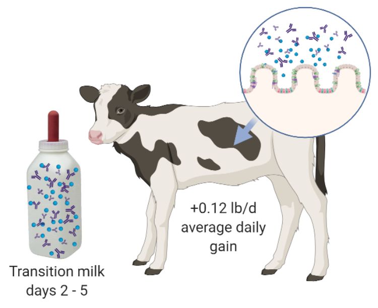 Results of a recent Michigan State University study demonstrated that feeding transition milk improved gut health and growth rates of dairy calves.