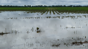Southwest Michigan field crops update – July 7, 2022
