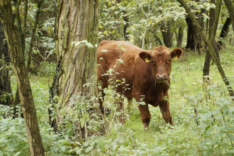 Cow in a forest.