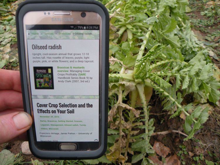 Redesigned Midwest Cover Crops Council website makes cover crop information mobile-friendly and more available in the field.